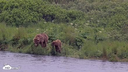 Kodiak Alaska Brown Bears Live Webcam - Jul 22, 2026, 5:15pm AKDT