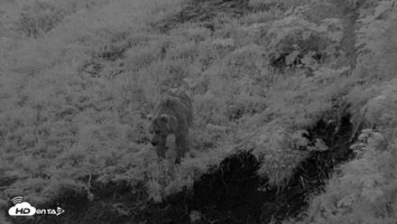 Kodiak Alaska Brown Bears Live Webcam - Aug 6, 2026, 10:48pm AKDT