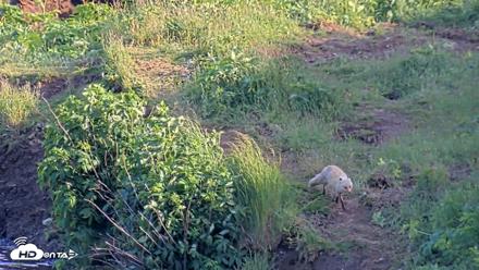 Kodiak Alaska Brown Bears Live Webcam - Jul 24, 2026, 7:17pm AKDT