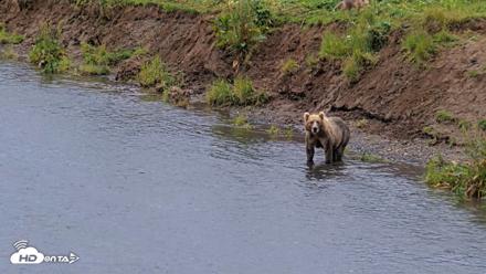 Kodiak Alaska Brown Bears Live Webcam - Aug 13, 2026, 7:55pm AKDT