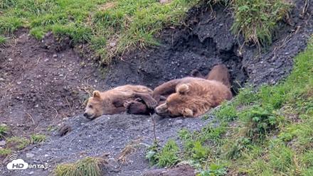 Kodiak Alaska Brown Bears Live Webcam - Aug 22, 2026, 3:59pm AKDT