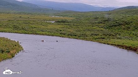 Kodiak Alaska Brown Bears Live Webcam - Aug 10, 2026, 6:39pm AKDT