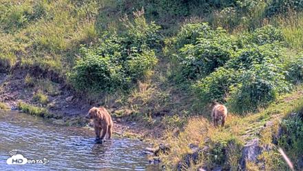 Kodiak Alaska Brown Bears Live Webcam - Aug 8, 2026, 4:09pm AKDT