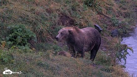 Kodiak Alaska Brown Bears Live Webcam - Aug 16, 2026, 7:08am AKDT
