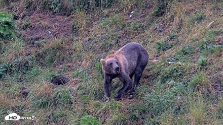 Kodiak Alaska Brown Bears Live Webcam - Aug 7, 2026, 7:36am AKDT