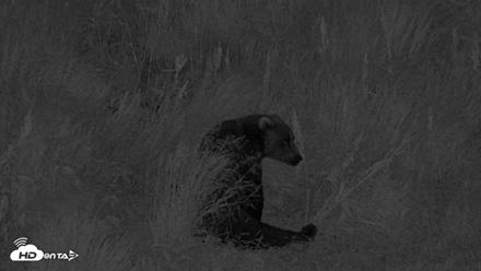 Kodiak Alaska Brown Bears Live Webcam - Aug 10, 2026, 10:57pm AKDT
