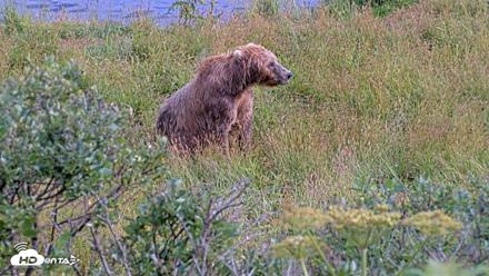 Kodiak Alaska Brown Bears Live Webcam - Aug 7, 2026, 5:57pm AKDT