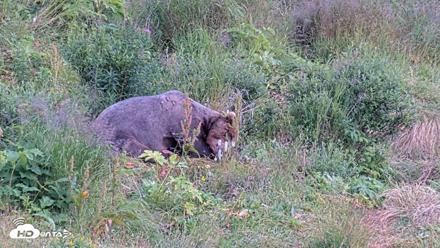 Kodiak Alaska Brown Bears Live Webcam - Aug 11, 2026, 5:56pm AKDT