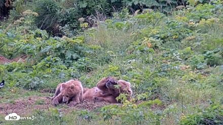Kodiak Alaska Brown Bears Live Webcam - Aug 6, 2026, 6:10pm AKDT