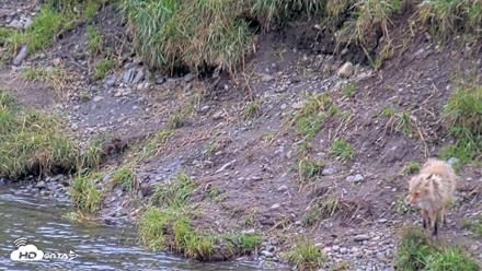 Kodiak Alaska Brown Bears Live Webcam - Aug 19, 2026, 4:13pm AKDT