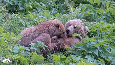 Kodiak Alaska Brown Bears Live Webcam - Jul 25, 2026, 2:25pm AKDT