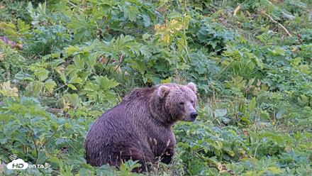 Kodiak Alaska Brown Bears Live Webcam - Aug 18, 2026, 4:21pm AKDT