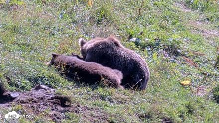 Kodiak Alaska Brown Bears Live Webcam - Aug 23, 2026, 12:36pm AKDT