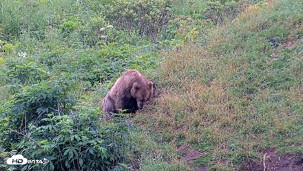 Kodiak Alaska Brown Bears Live Webcam - Aug 7, 2026, 9:16am AKDT