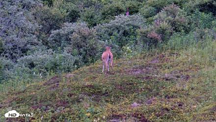 Kodiak Alaska Brown Bears Live Webcam - Aug 12, 2026, 7:49am AKDT
