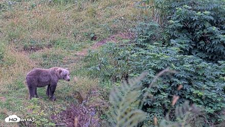 Kodiak Alaska Brown Bears Live Webcam - Aug 19, 2026, 5:41pm AKDT