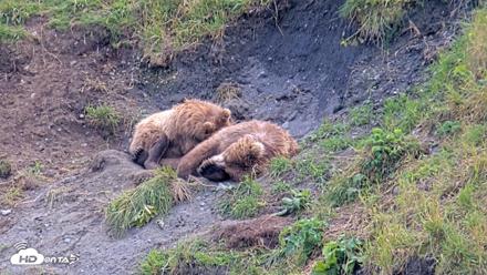 Kodiak Alaska Brown Bears Live Webcam - Aug 9, 2026, 3:55pm AKDT