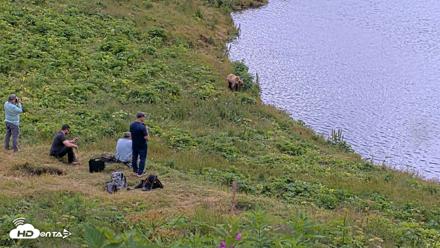 Kodiak Alaska Brown Bears Live Webcam - Aug 2, 2026, 12:27pm AKDT