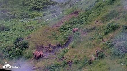 Kodiak Alaska Brown Bears Live Webcam - Jul 13, 2026, 9:41pm AKDT
