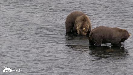 Kodiak Alaska Brown Bears Live Webcam - Aug 10, 2026, 5:09pm AKDT