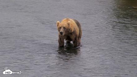 Kodiak Alaska Brown Bears Live Webcam - Aug 12, 2026, 1:48pm AKDT