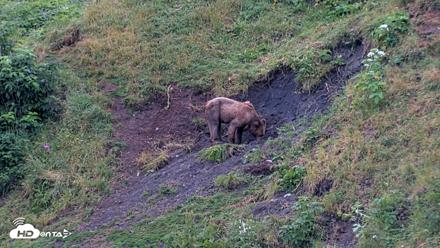 Kodiak Alaska Brown Bears Live Webcam - Aug 7, 2026, 7:43am AKDT