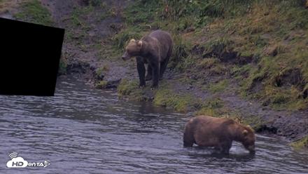 Kodiak Alaska Brown Bears Live Webcam - Aug 4, 2026, 6:58am AKDT