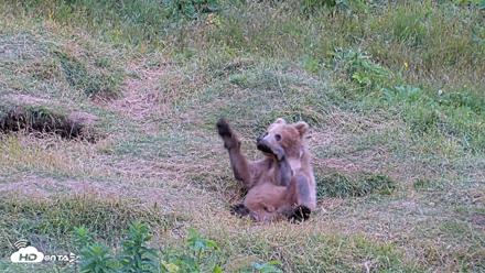 Kodiak Alaska Brown Bears Live Webcam - Aug 3, 2026, 8:01pm AKDT