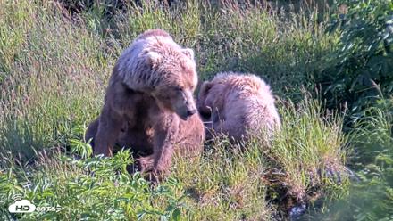 Kodiak Alaska Brown Bears Live Webcam - Jul 25, 2026, 7:15pm AKDT