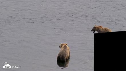 Kodiak Alaska Brown Bears Live Webcam - Aug 9, 2026, 3:40pm AKDT