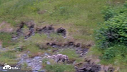 Kodiak Alaska Brown Bears Live Webcam - Jul 19, 2026, 2:56pm AKDT