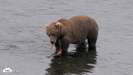 Kodiak Alaska Brown Bears Live Webcam - Aug 18, 2026, 4:58pm AKDT