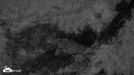 Kodiak Alaska Brown Bears Live Webcam - Jul 26, 2026, 11:57pm AKDT