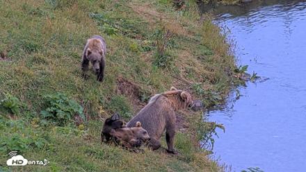 Kodiak Alaska Brown Bears Live Webcam - Aug 14, 2026, 8:40pm AKDT