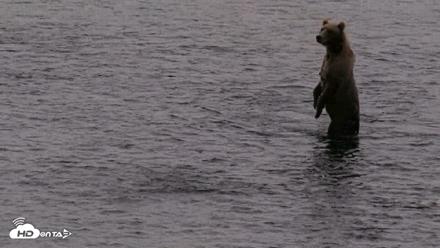 Kodiak Alaska Brown Bears Live Webcam - Aug 18, 2026, 7:28am AKDT