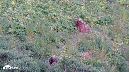 Kodiak Alaska Brown Bears Live Webcam - Aug 1, 2026, 9:01pm AKDT