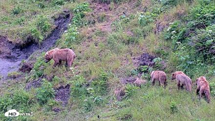 Kodiak Alaska Brown Bears Live Webcam - Jul 25, 2026, 5:54pm AKDT