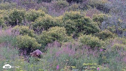 Kodiak Alaska Brown Bears Live Webcam - Aug 11, 2026, 8:46am AKDT