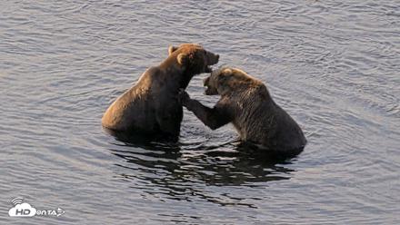 Kodiak Alaska Brown Bears Live Webcam - Aug 8, 2026, 9:26am AKDT