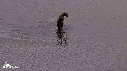 Kodiak Alaska Brown Bears Live Webcam - Aug 20, 2026, 8:55pm AKDT