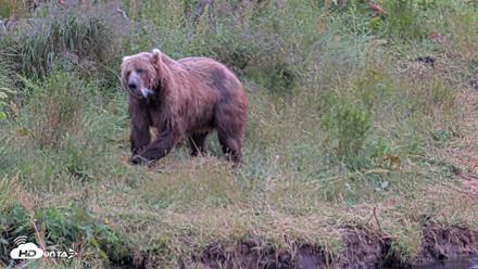Kodiak Alaska Brown Bears Live Webcam - Aug 4, 2026, 9:43pm AKDT