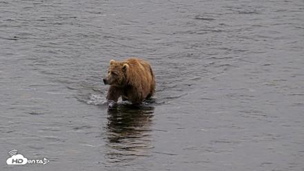 Kodiak Alaska Brown Bears Live Webcam - Aug 5, 2026, 7:05am AKDT