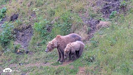 Kodiak Alaska Brown Bears Live Webcam - Aug 6, 2026, 10:50am AKDT