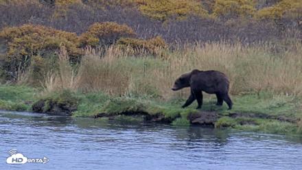 Kodiak Alaska Brown Bears Live Webcam - Oct 6, 2026, 3:49pm AKDT