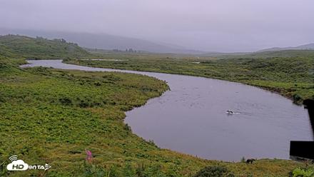 Kodiak Alaska Brown Bears Live Webcam - Aug 17, 2026, 8:41pm AKDT