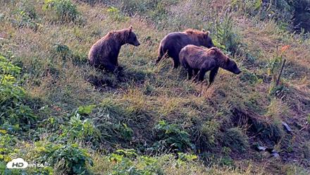 Kodiak Alaska Brown Bears Live Webcam - Aug 8, 2026, 9:00am AKDT