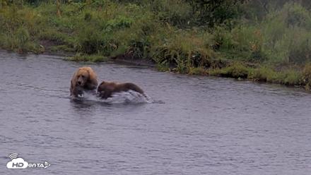 Kodiak Alaska Brown Bears Live Webcam - Aug 14, 2026, 11:20am AKDT