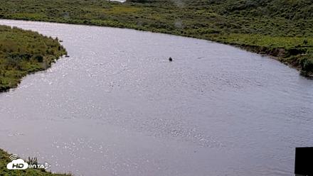 Kodiak Alaska Brown Bears Live Webcam - Aug 18, 2026, 11:53am AKDT