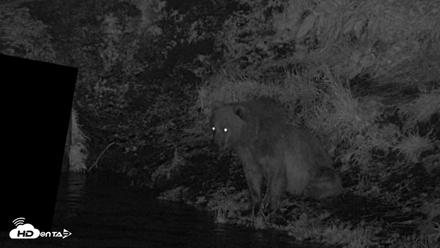Kodiak Alaska Brown Bears Live Webcam - Aug 1, 2026, 1:13am AKDT