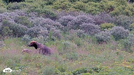 Kodiak Alaska Brown Bears Live Webcam - Aug 10, 2026, 7:30pm AKDT